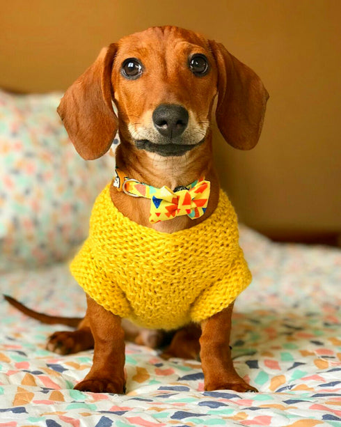 Collar con Moño Guiza